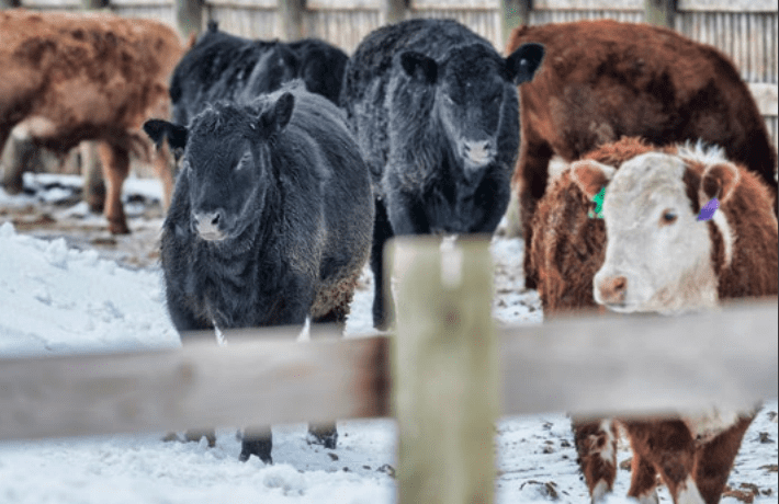 brown and black cows standing in snow behind a fence